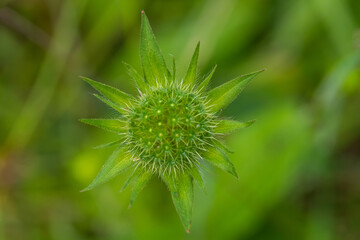 Green thistle flower in the meadow photographed from above. Flat Lay.