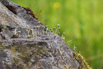 Small dry plants grow on a rock. The background is green.