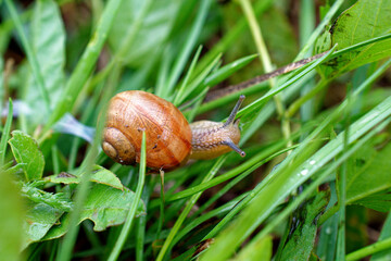 Baby grape snail close-up among the grass.
