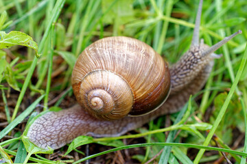 Close-up of the shell of a grape snail among the grass.
