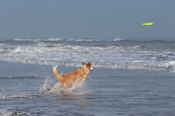 happy tan colored wet collie dog playing fetch on the beach