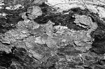 Black and white abstract tree trunk wood texture. Natural background. Impression of a scorpion.
