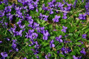 PEQUEÑAS FLORES DE COLOR VIOLETA (VIOLA ODORATA). SUELO CUBIERTO POR LA PLANTA DE HOJAS VERDES Y FLORES.