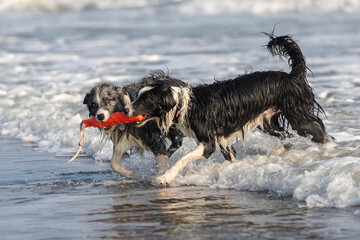 happy dogs playing with a red toy in shallow water