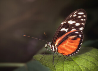 Beautiful Butterfly in leaf