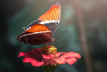 Amazing butterfly on flower