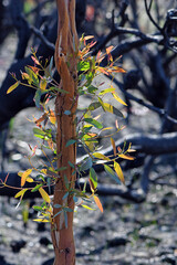 Epicormic sprouting on a Eucalyptus gum tree following a bushfire in NSW, Australia. A fire adaptive trait allowing regeneration. The blackened burnt bark has fallen from the tree revealing new growth