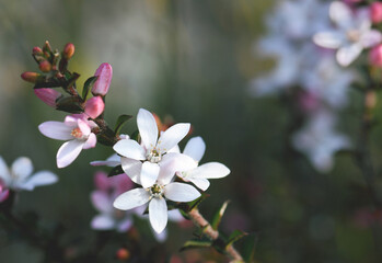White flowers and pink buds of the Australian native Box Leaf Waxflower, Philotheca buxifolia, family Rutaceae, growing in heath, Sydney, NSW, Australia. Winter to spring flowering