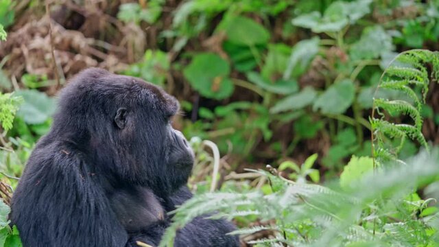 Male silver-back gorilla at the Vallee des Singes in France