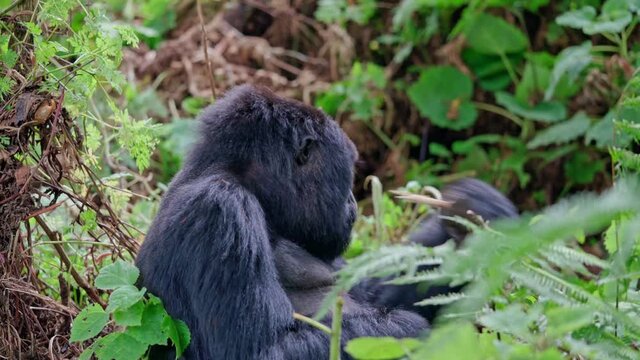 Male silver-back gorilla at the Vallee des Singes in France