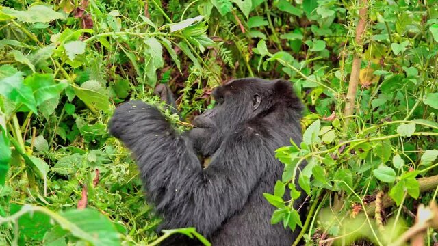 Male silver-back gorilla at the Vallee des Singes in France