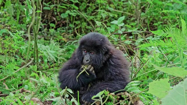 Male silver-back gorilla at the Vallee des Singes in France