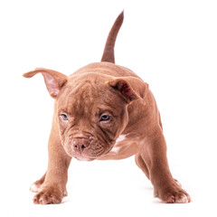A brown American bully puppy sits quietly and looks straight ahead. Isolated on a white background