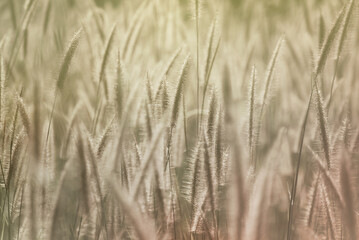 Soft and warm early morning  light on grass flower in fresh air of autumn time. A cool earth toned image for a warm welcome of autumn and fall. Calm and peaceful environmental earth concept.