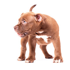 A brown American bully puppy stands calmly and looks away. Isolated on a white background