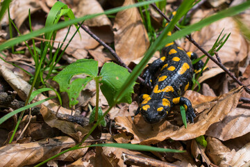 fire salamander in dry foliage