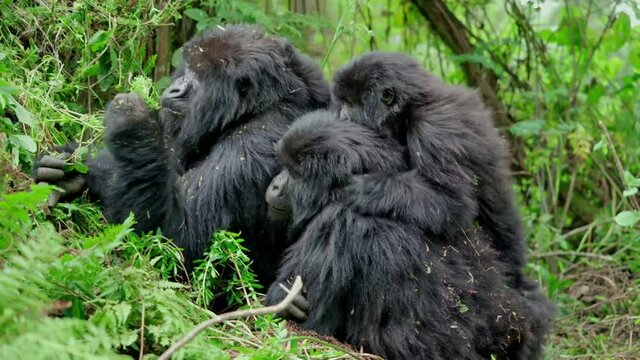 Male silver-back gorilla at the Vallee des Singes in France
