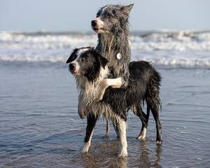 border collie dogs performing tricks on the beach