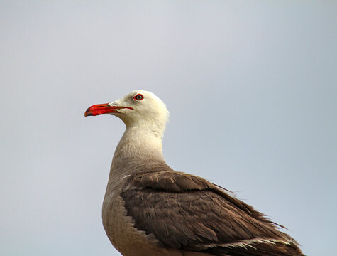 Una gaviota esperando para robar comida en las playas mexicanas.