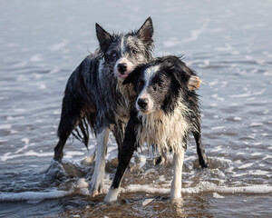 border collie dogs performing tricks on the beach