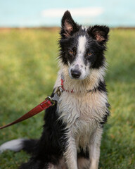 portrait of young black and white border collie dog