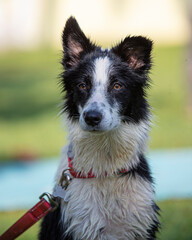 portrait of young black and white border collie dog