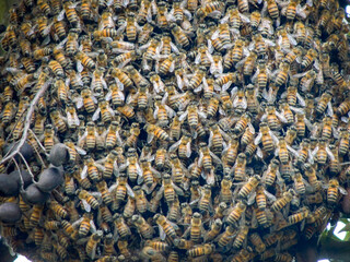 Abejas aglomeradas en el panal protegiéndolo.