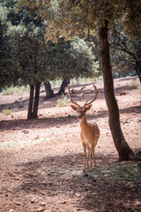 Fallow deer in an animal reserve for its conservation and reproduction, Sierra de Cazorla. (Captivity)