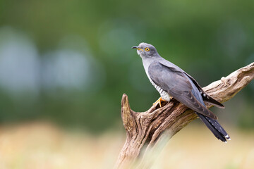 Common Cuckoo perched on a tree branch