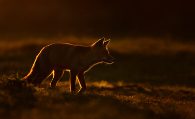 Close up of a red fox at sunset