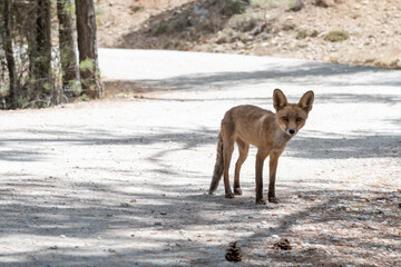 Fox on a path in the Sierra de Cazorla, waiting to be fed by a tourist.