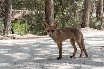 Fox on a path in the Sierra de Cazorla, waiting to be fed by a tourist.
