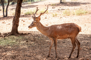 Naklejka na ściany i meble Young deer with small antlers. (Captivity)