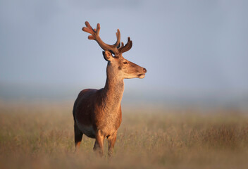Portrait of a red deer stag with velvet antlers in summer