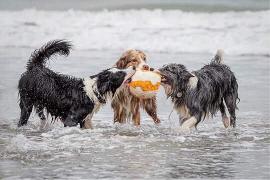 wet border collie dogs playing with a ball in shallow water