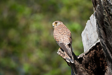 Close up of a common kestrel perched on a tree trunk