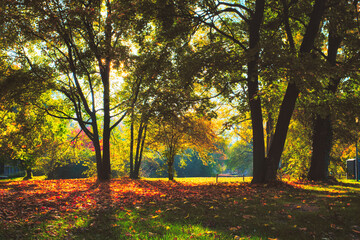 Golden autumn fall October in famous Munich relax place - Englishgarten. Munchen, Bavaria, Germany