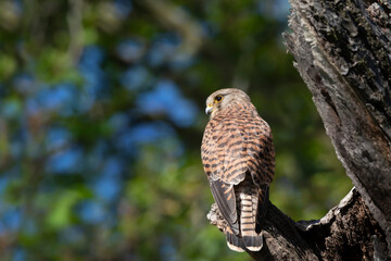 Close up of a common kestrel perched on a tree trunk
