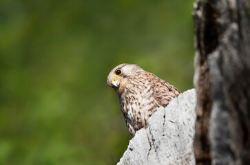 Common kestrel perched on a tree trunk