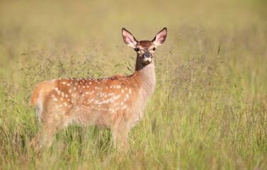 Red deer calf standing in the meadow in summer
