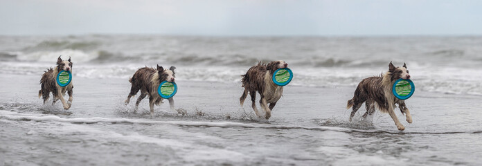 sequence of border collie dog running with a frisbee
