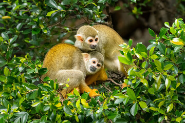 A pair of Common Squirrel Monkey sitting on tree branches