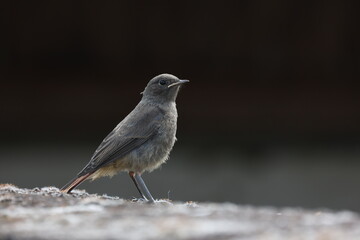 Redstart sits on the roof of the house