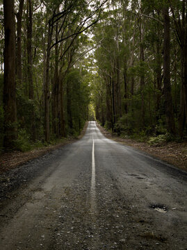Forest road running from rough to smooth with road highlighted in distance