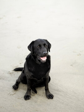 Black Labrador sitting on the sand
