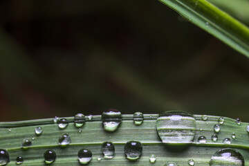 pasto mojado con gotas de lluvia