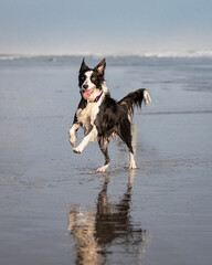border collie dog running happy in shallow water on the beach