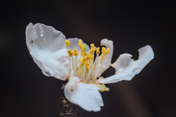 Fototapeta na wymiar flores blancas de almendro mojadas con la lluvia
