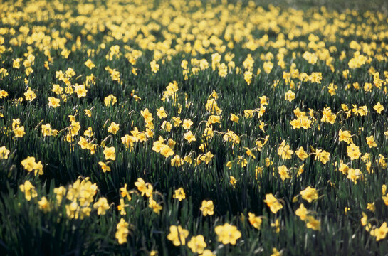 Field of daffodills in full bloom