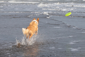 happy tan colored wet collie dog playing fetch on the beach
